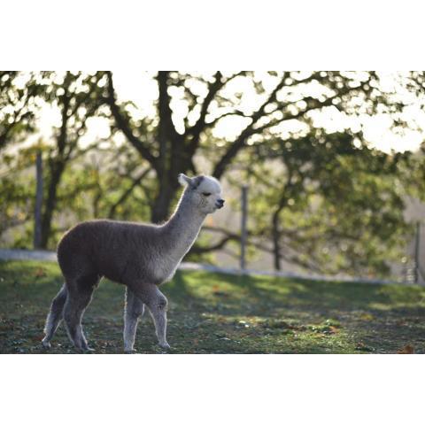 Agriturismo Il Beccafico Alpaca