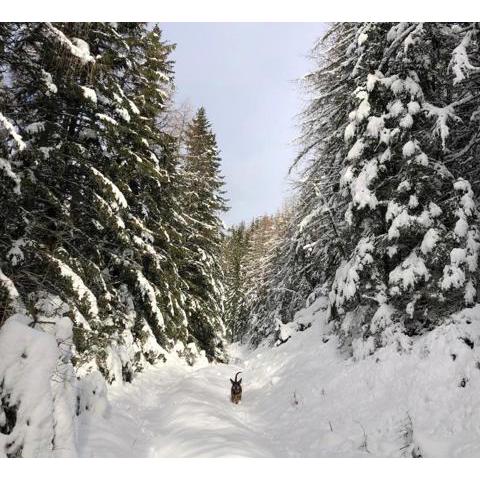 Almhütte Waldbauer