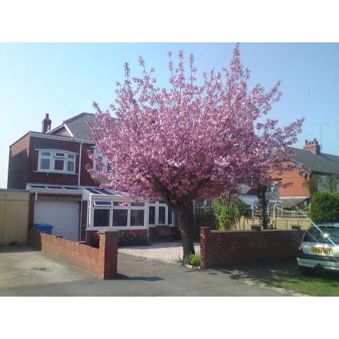 Cherry Blossom Guest House