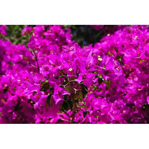 La bougainvillea 2